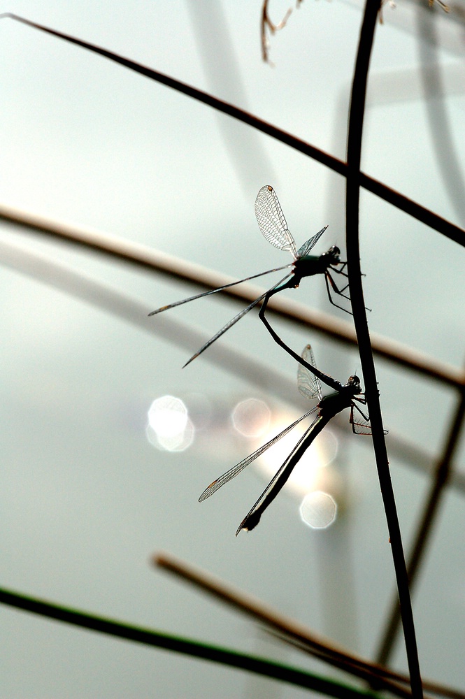 Comp 20071002 0203 REF